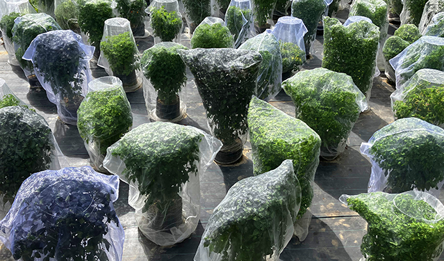 Pepper Image 5