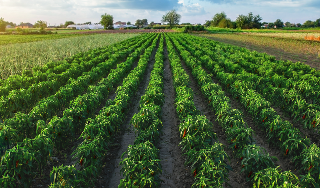 Champ de piments cultivé par des maraîchers