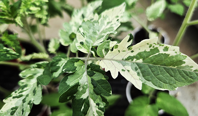 Tomato Image 4