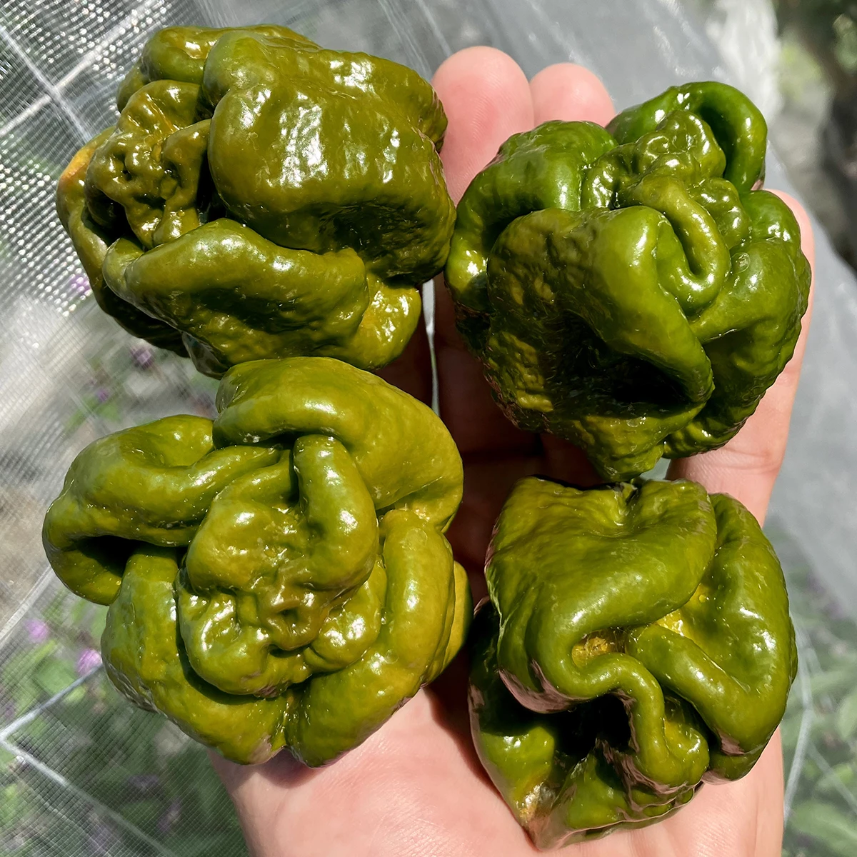 7 Pot Congo Gigantic Mustard – Image 2