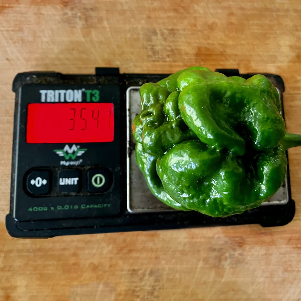 7 Pot Congo Gigantic Mustard – Image 3