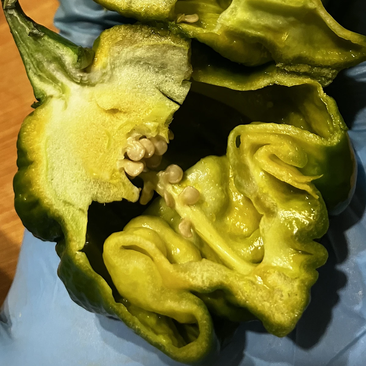 7 Pot Congo Gigantic Mustard – Image 5