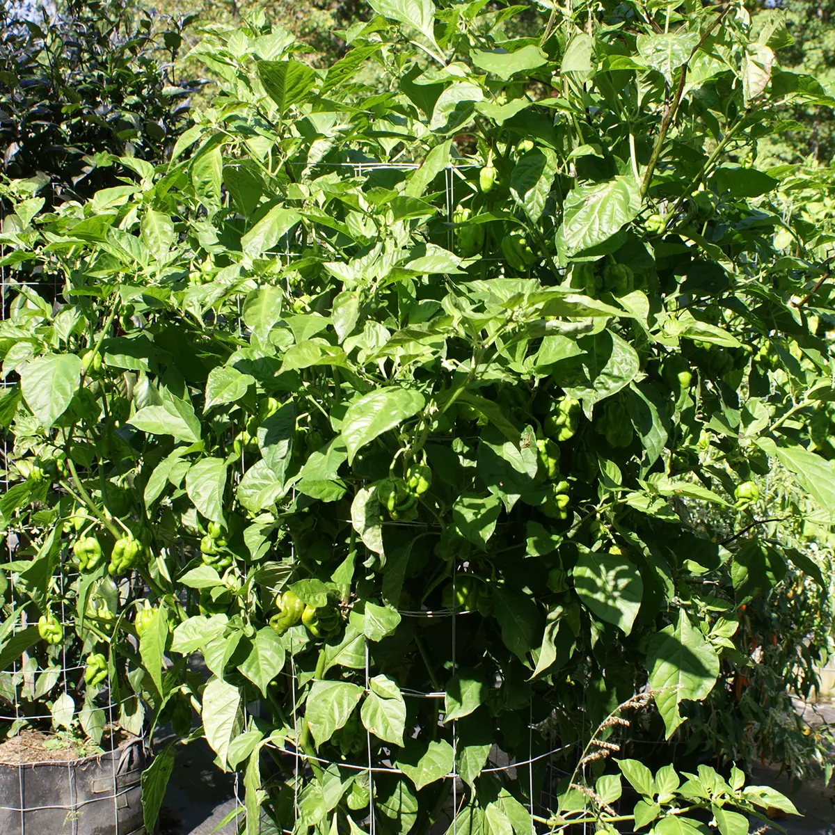 7 Pot Congo Gigantic Mustard – Image 6