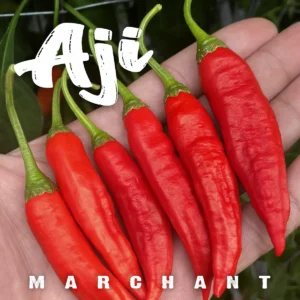 Aji Marchant