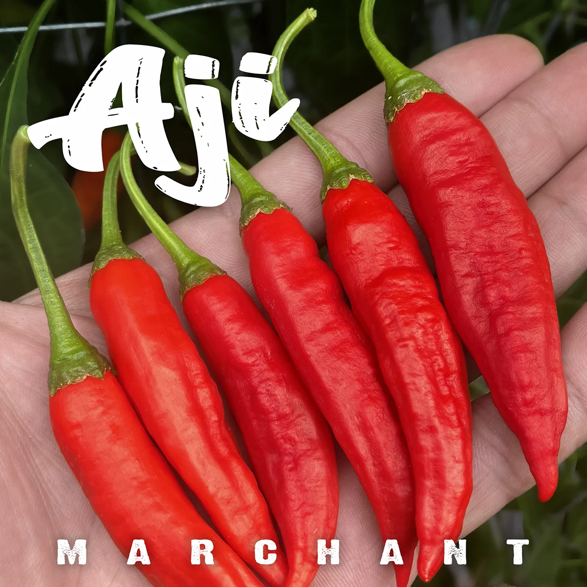 Aji Marchant