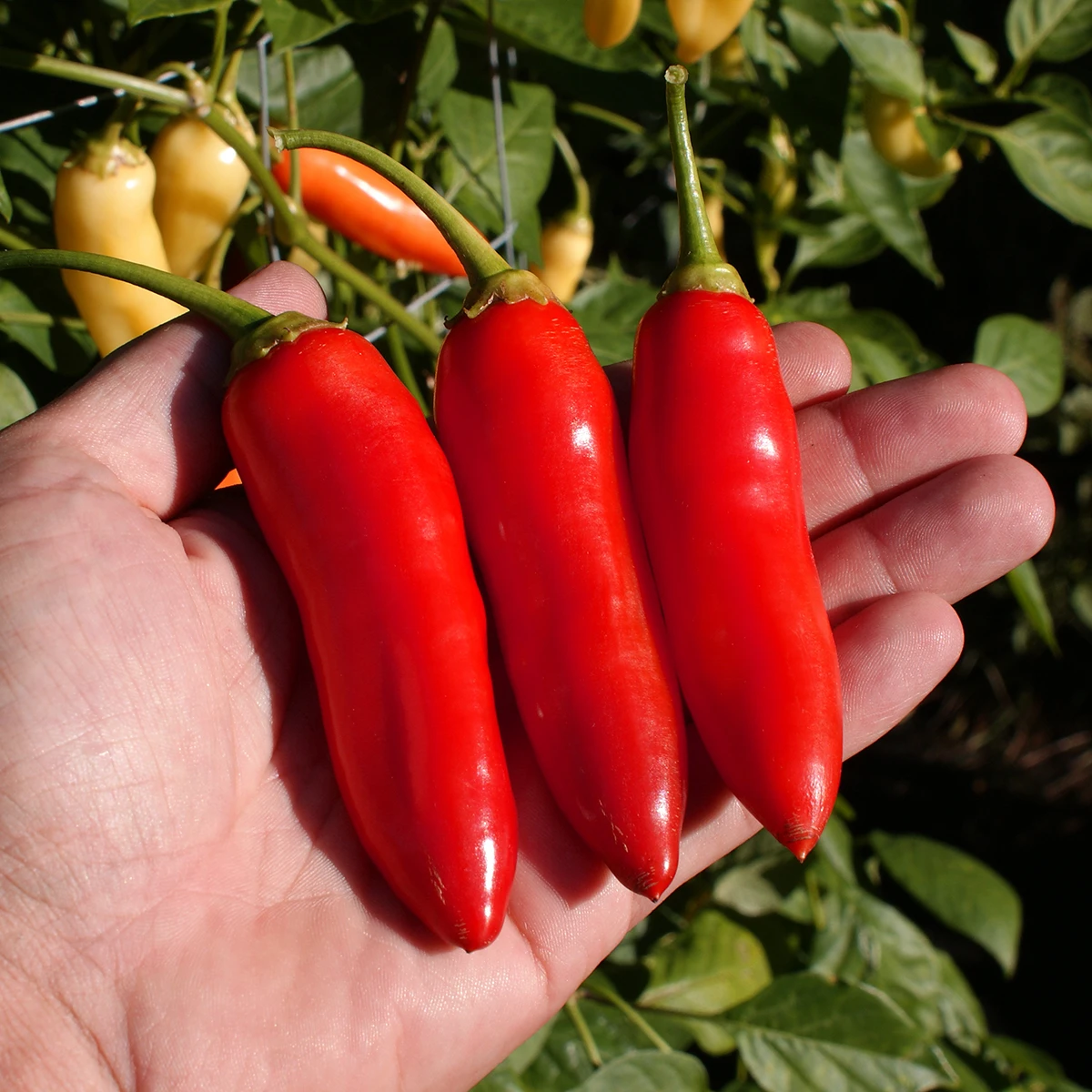 Aji Cristal – Image 2