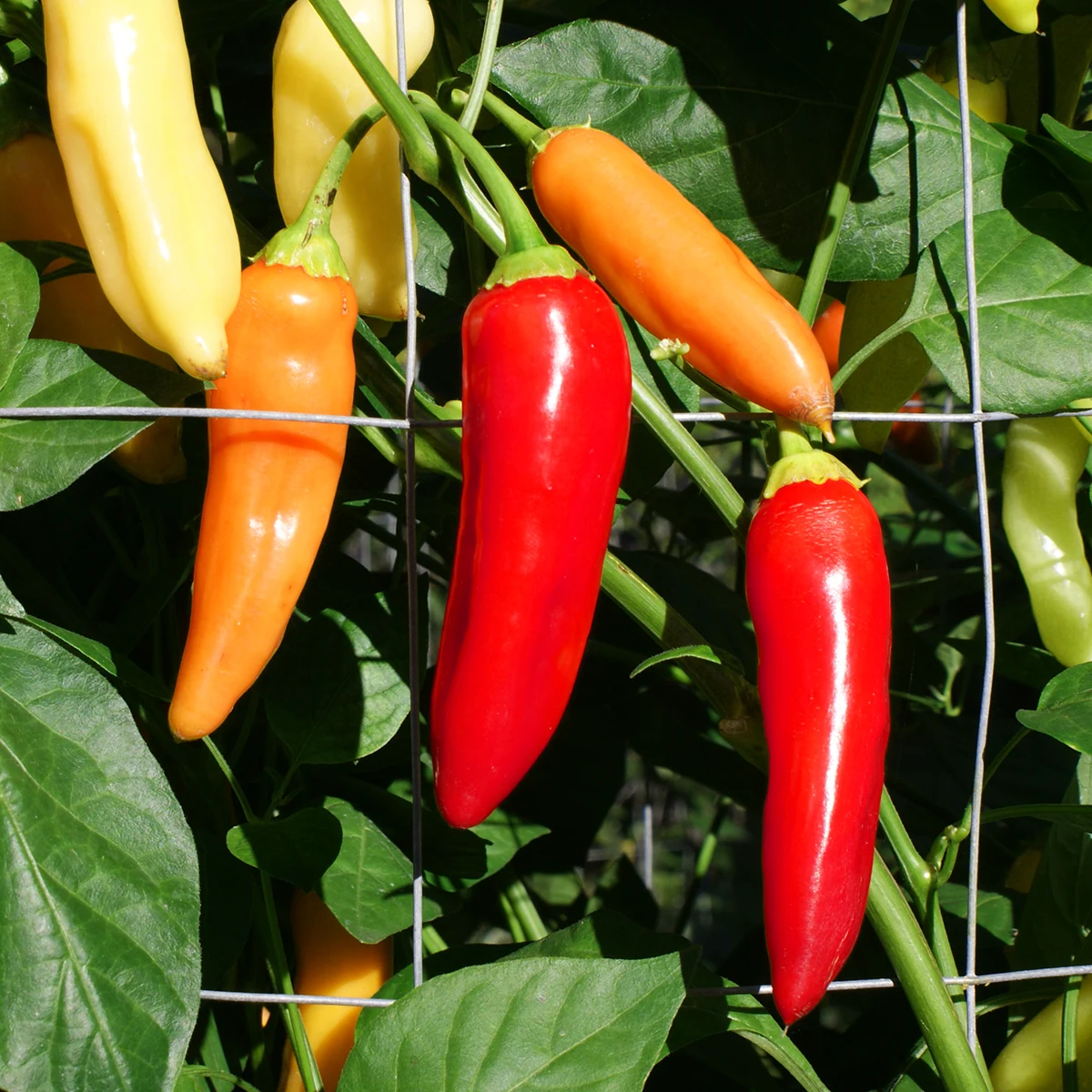 Aji Cristal – Image 3