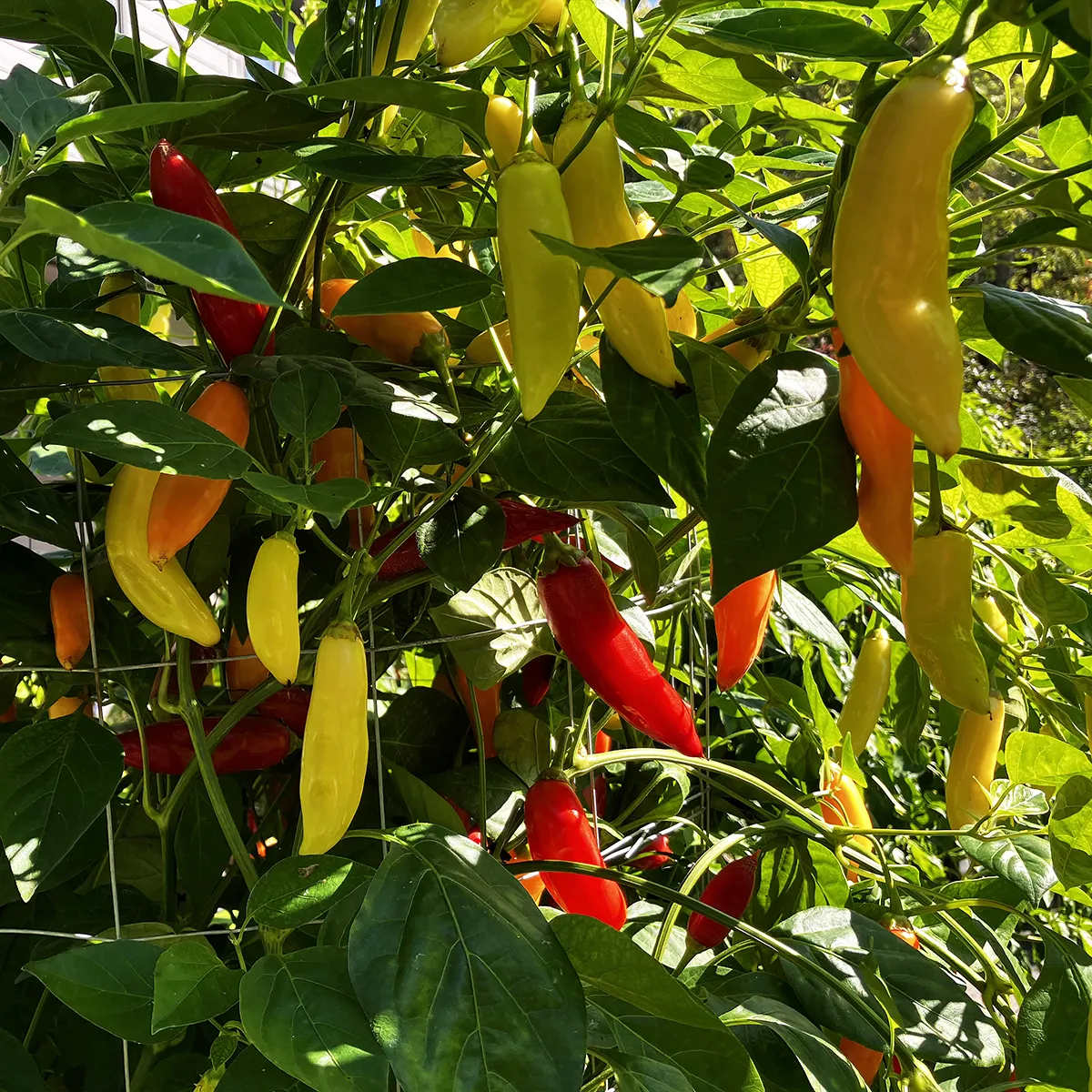 Aji Cristal – Image 4