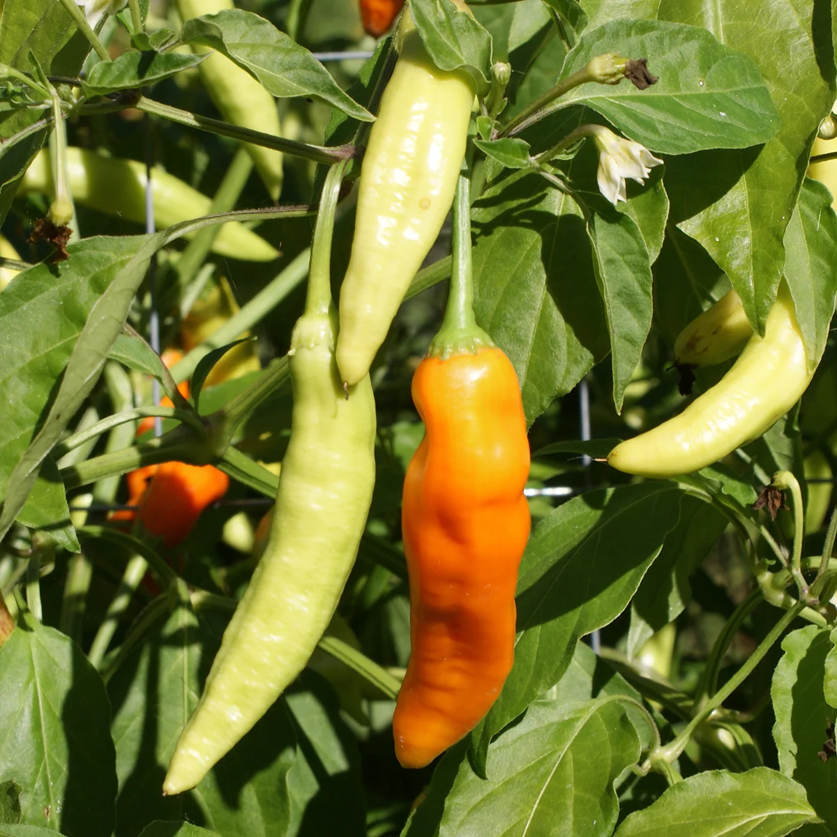 Aji Ahuachapan – Image 2