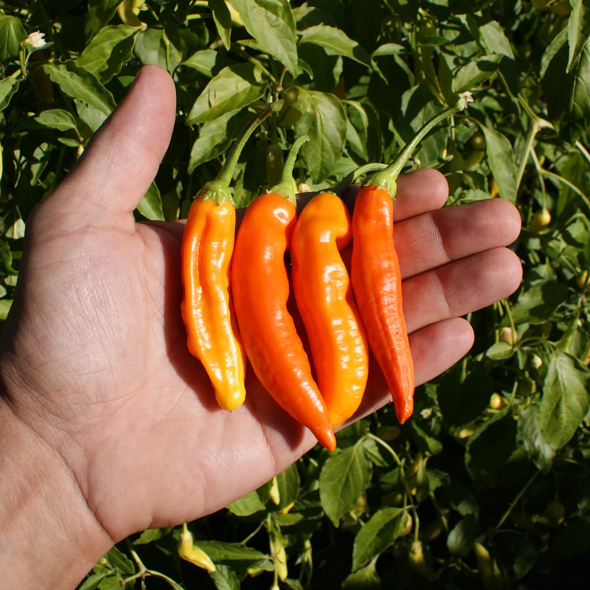 Aji Ahuachapan – Image 3