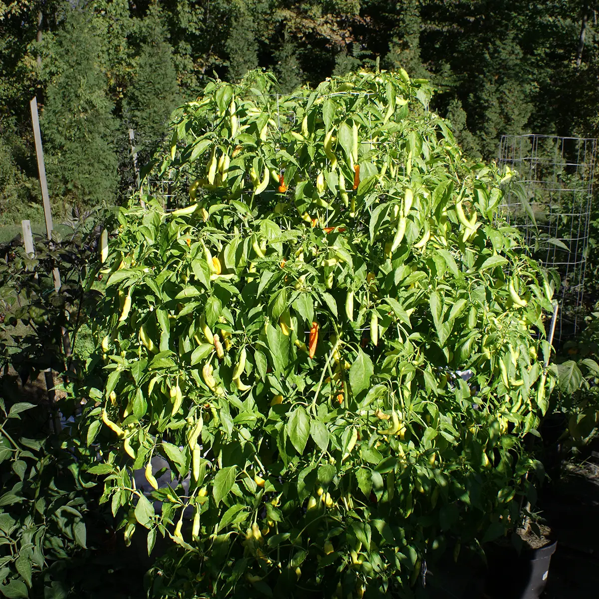 Aji Ahuachapan – Image 4