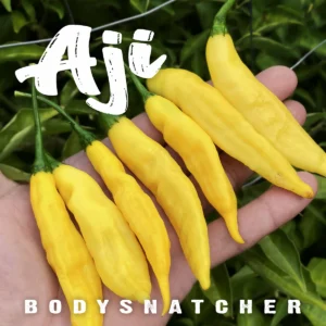 Aji Bodysnatcher