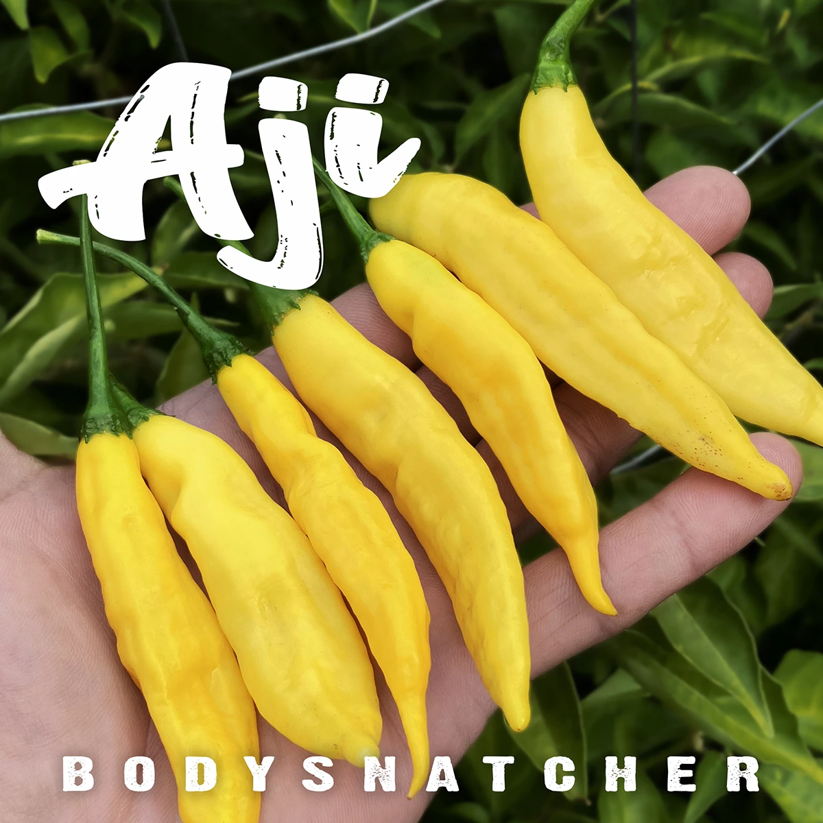 Aji Bodysnatcher