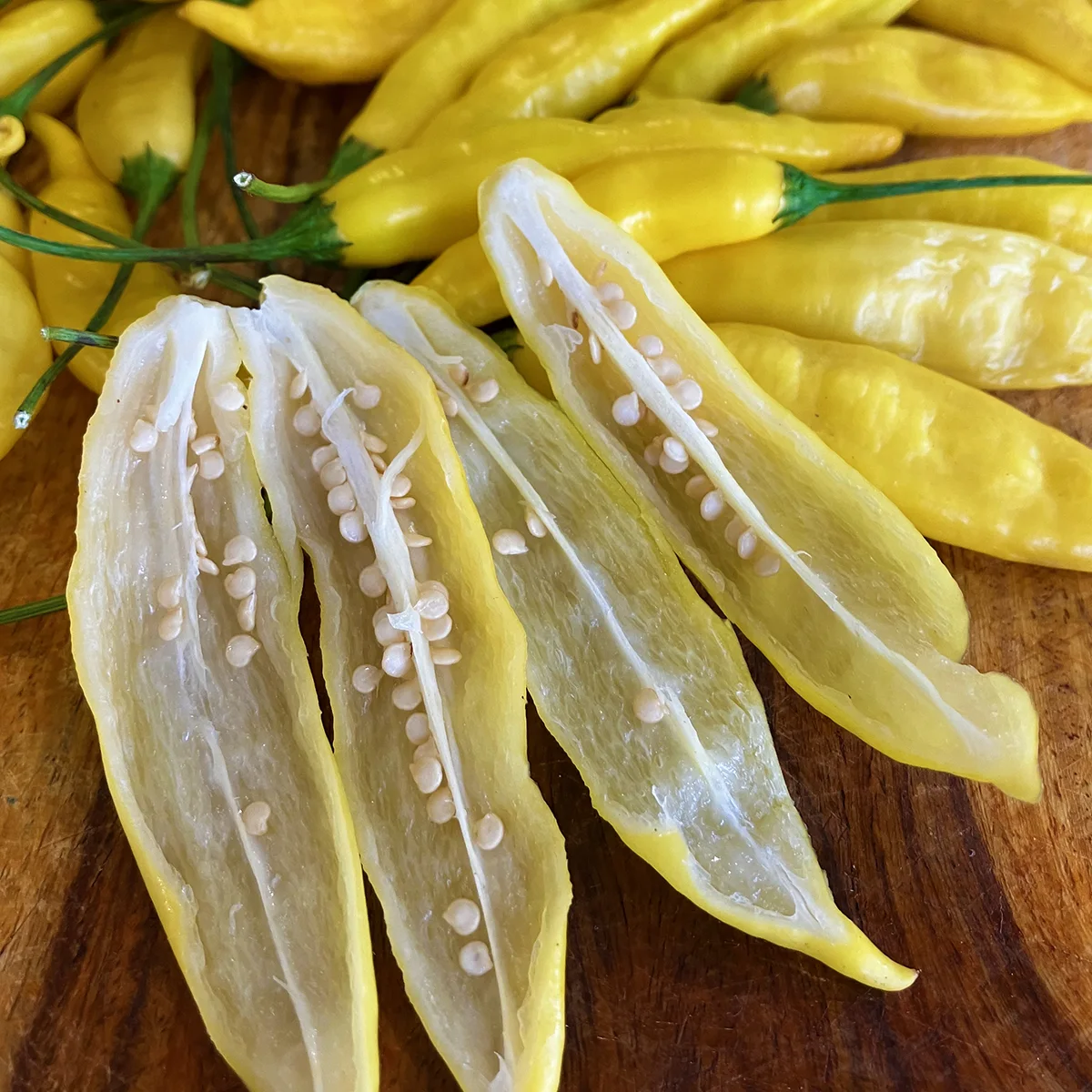 Aji Bodysnatcher – Image 3