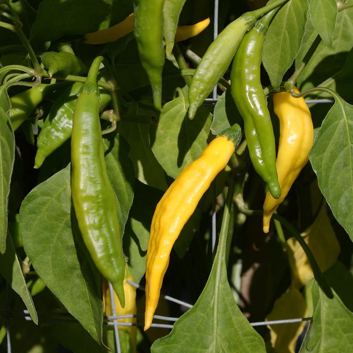 Aji Bodysnatcher – Image 4
