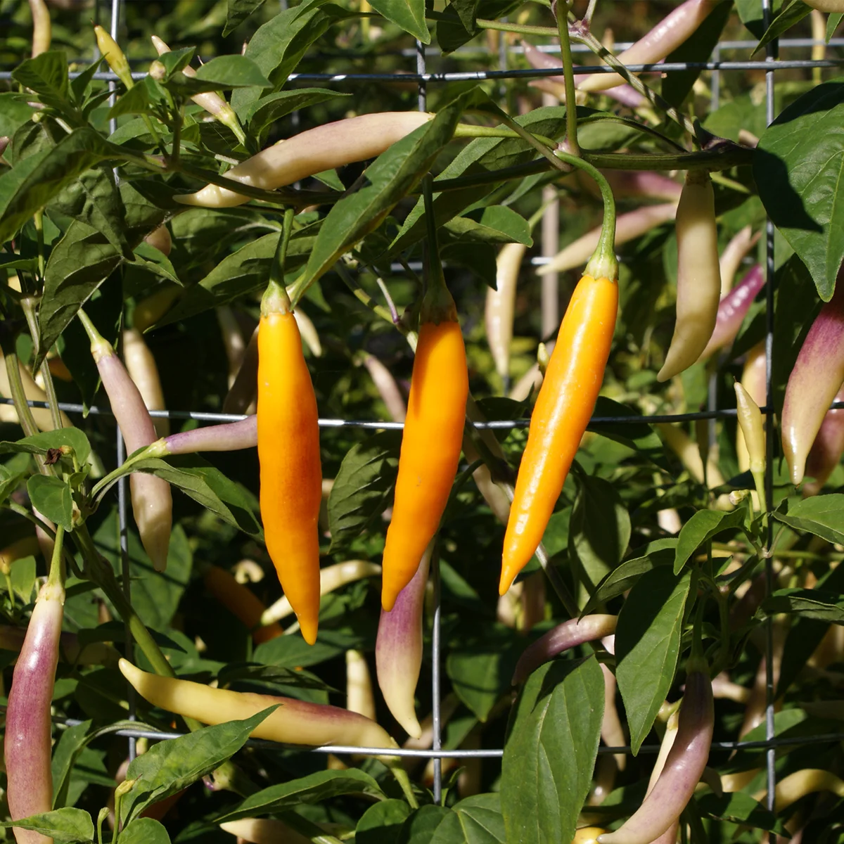 Aji Challuaruro Amarillo – Image 2