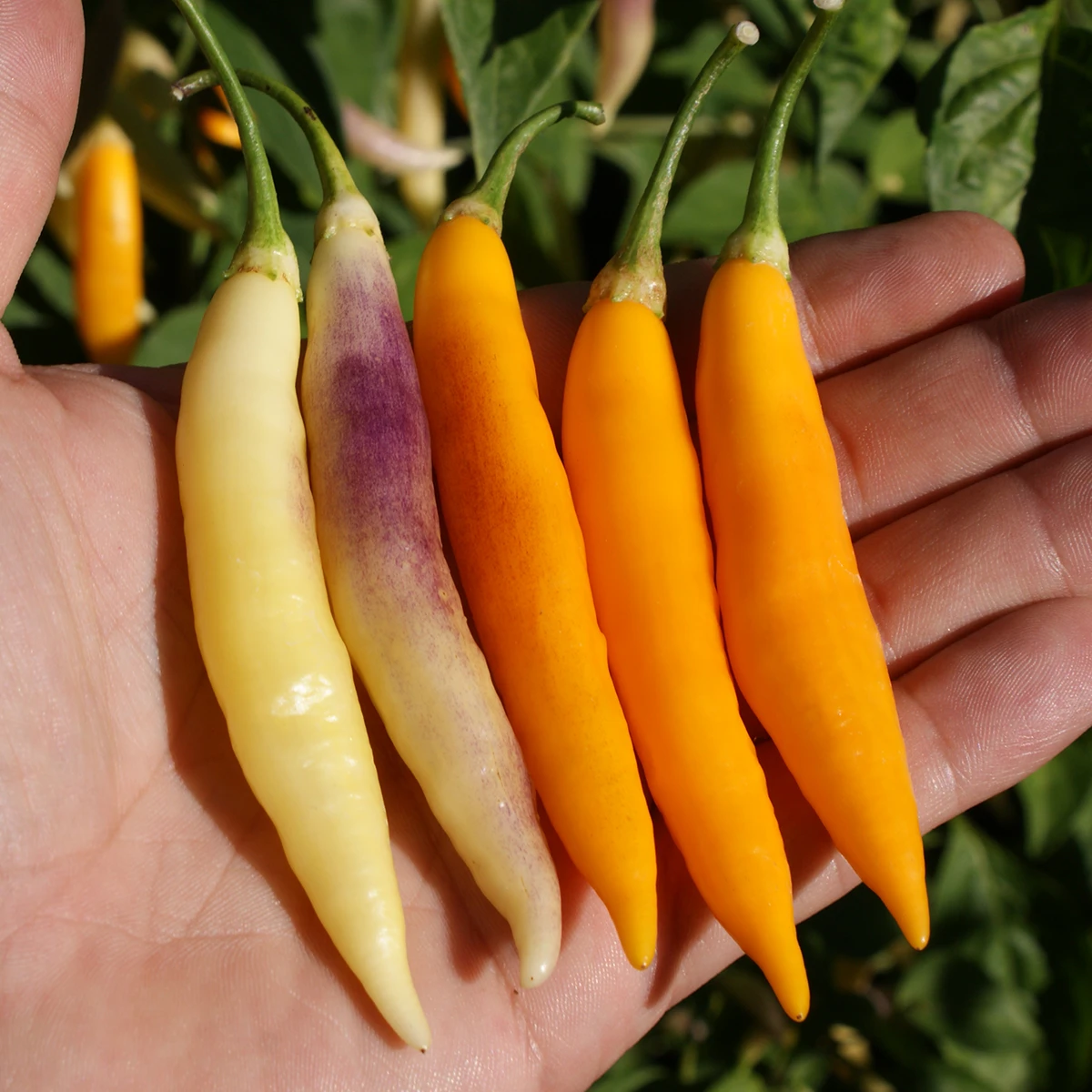 Aji Challuaruro Amarillo – Image 3
