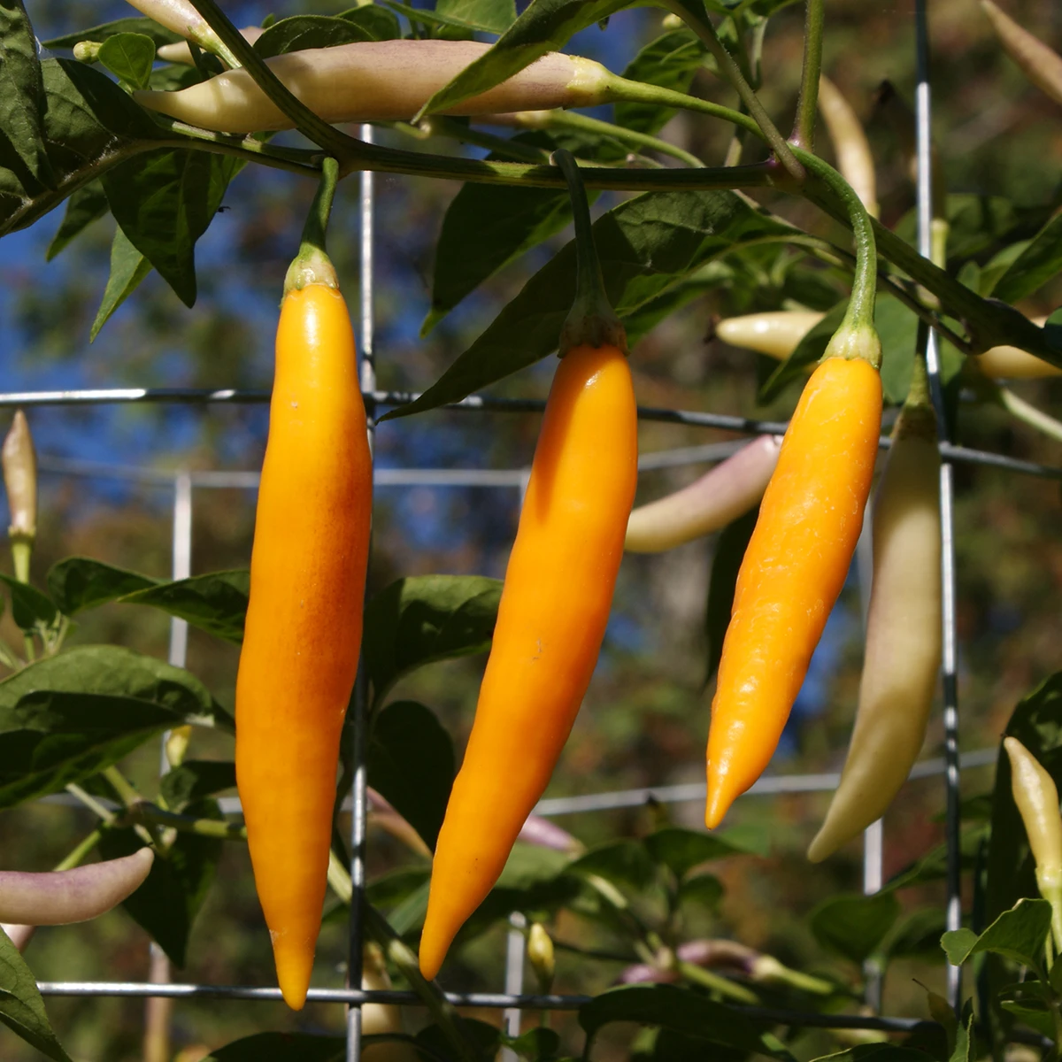 Aji Challuaruro Amarillo – Image 4