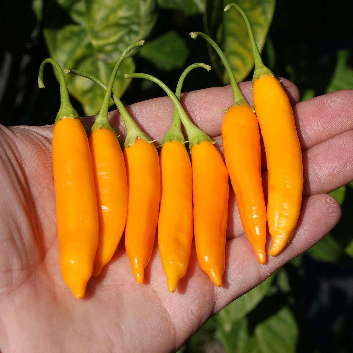 Aji Chinchi – Image 2