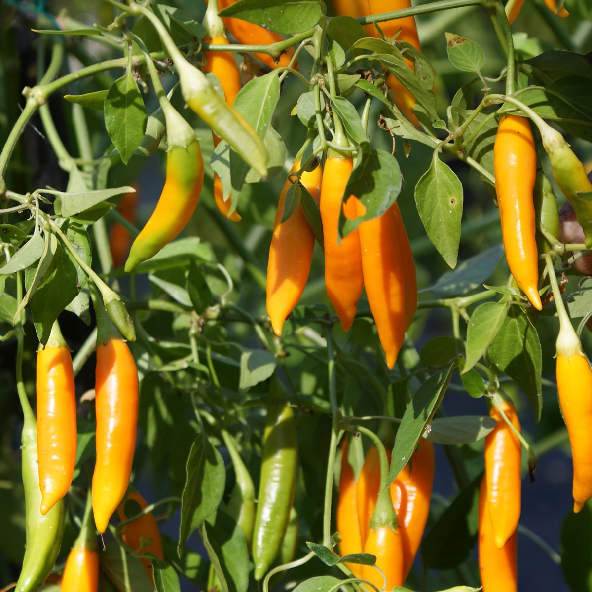 Aji Chinchi – Image 3