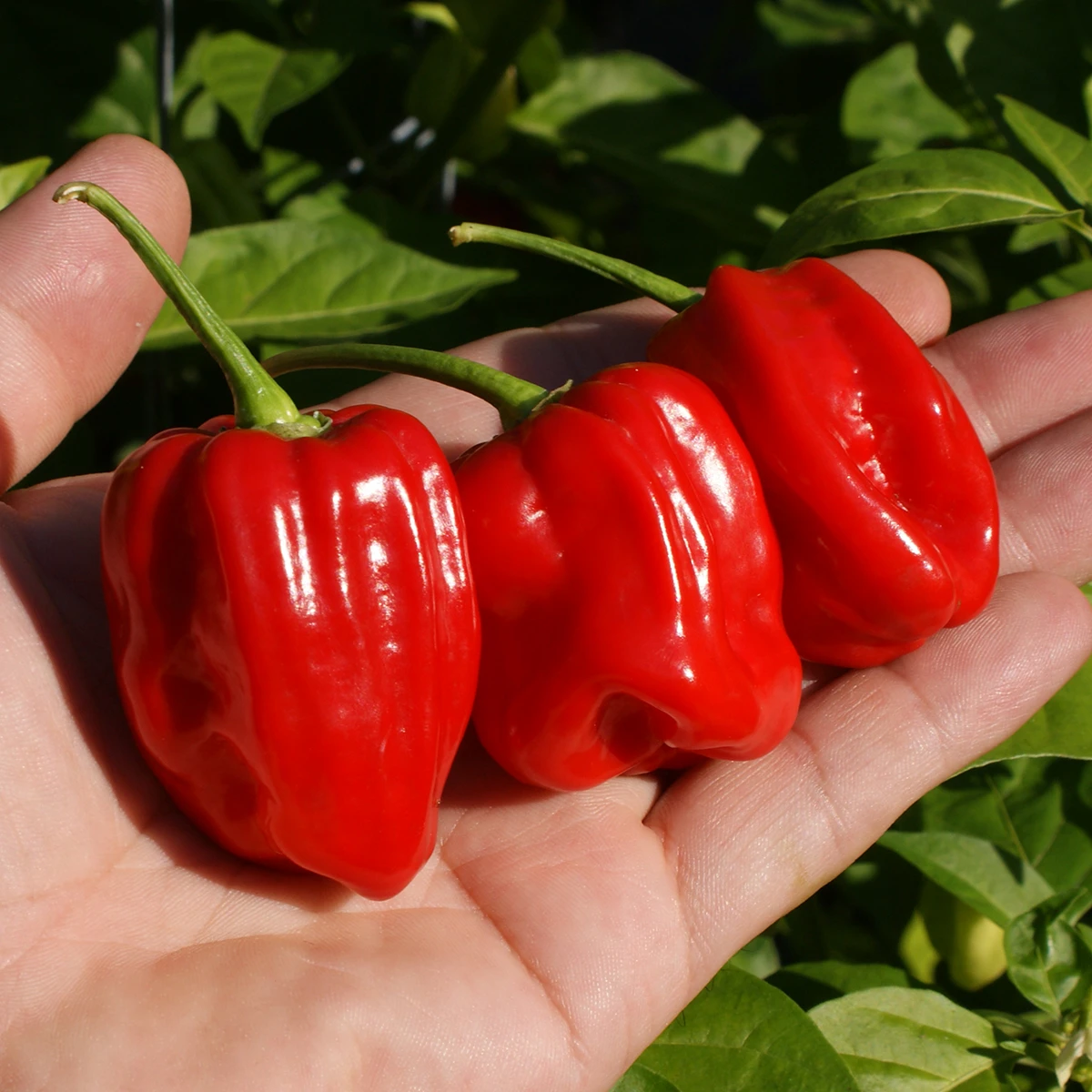 Aji Chombo – Image 2
