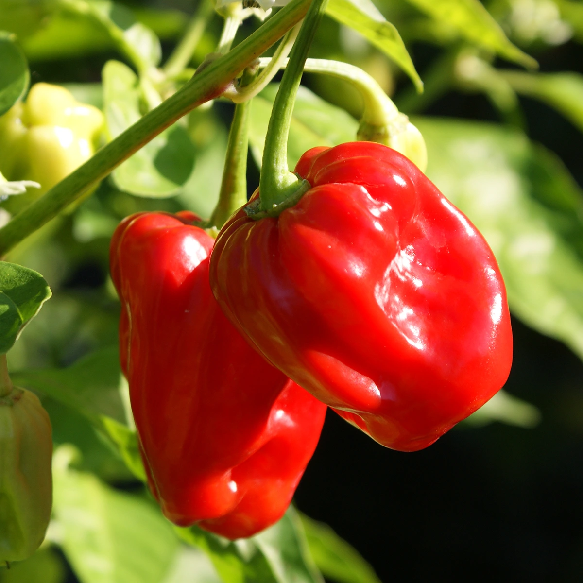 Aji Chombo – Image 3