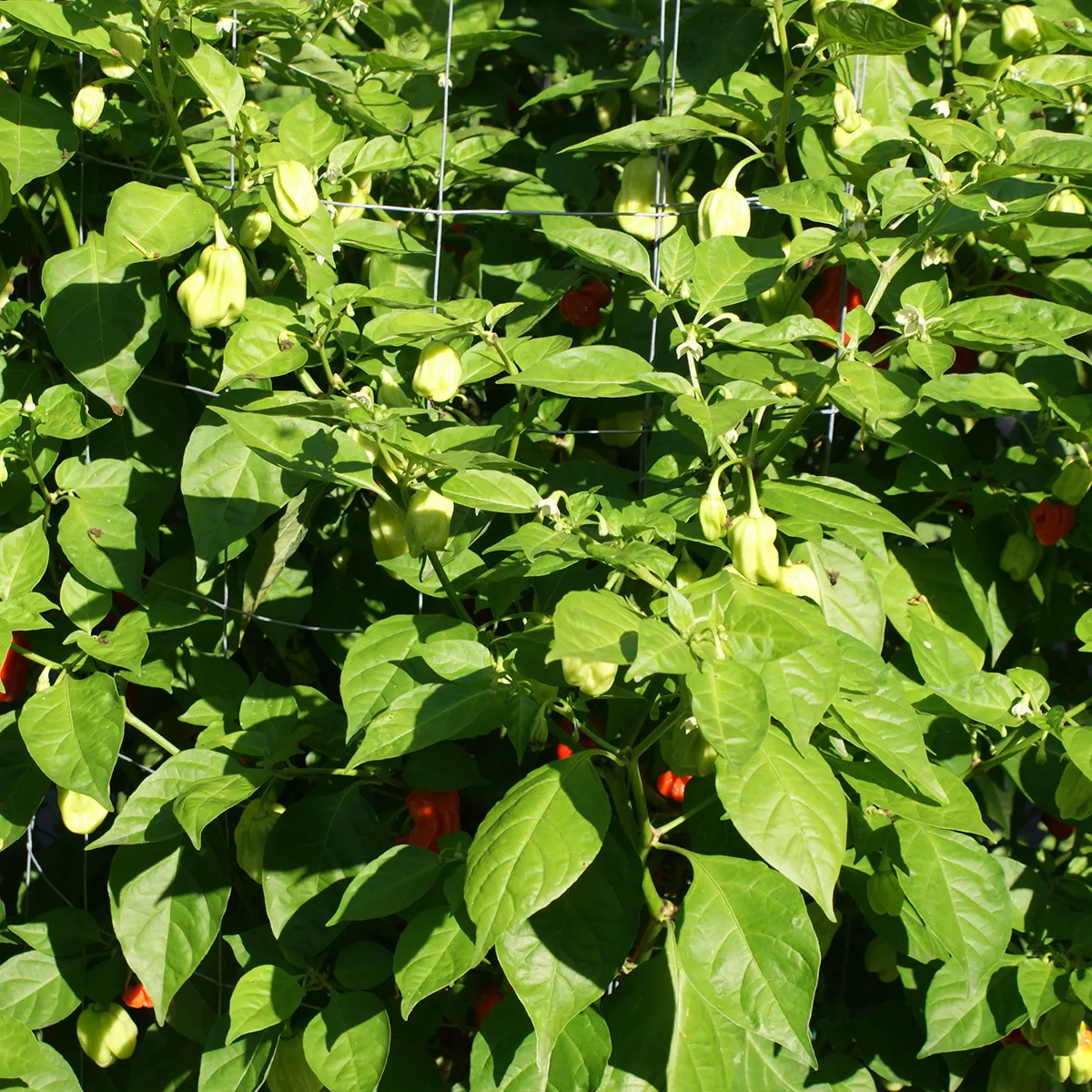 Aji Chombo – Image 4