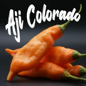 Aji Colorado Orange