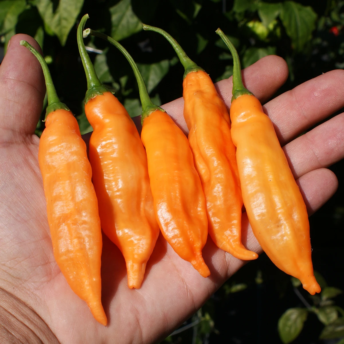 Aji Colorado Orange – Image 2