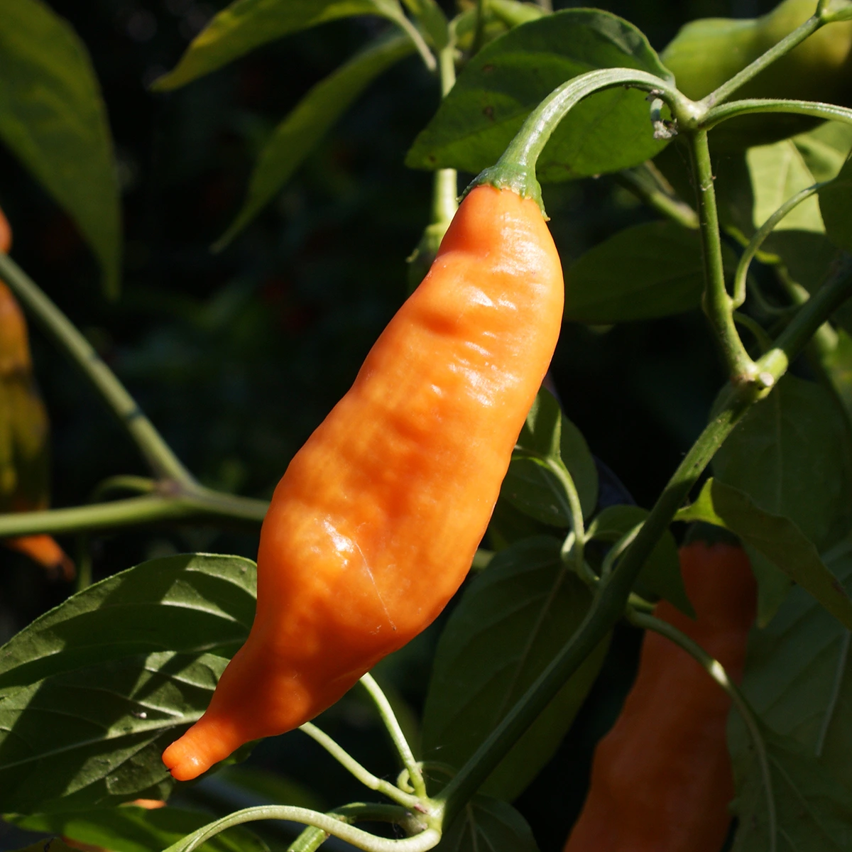 Aji Colorado Orange – Image 3