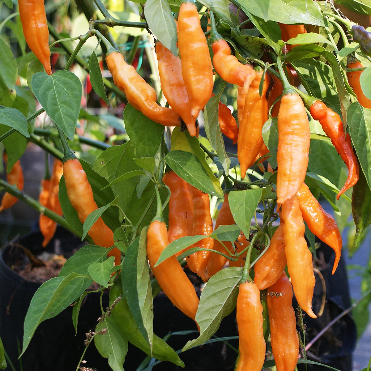 Aji Colorado Orange – Image 4