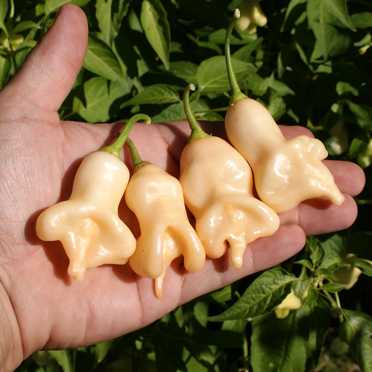 Aji Confusion – Image 2
