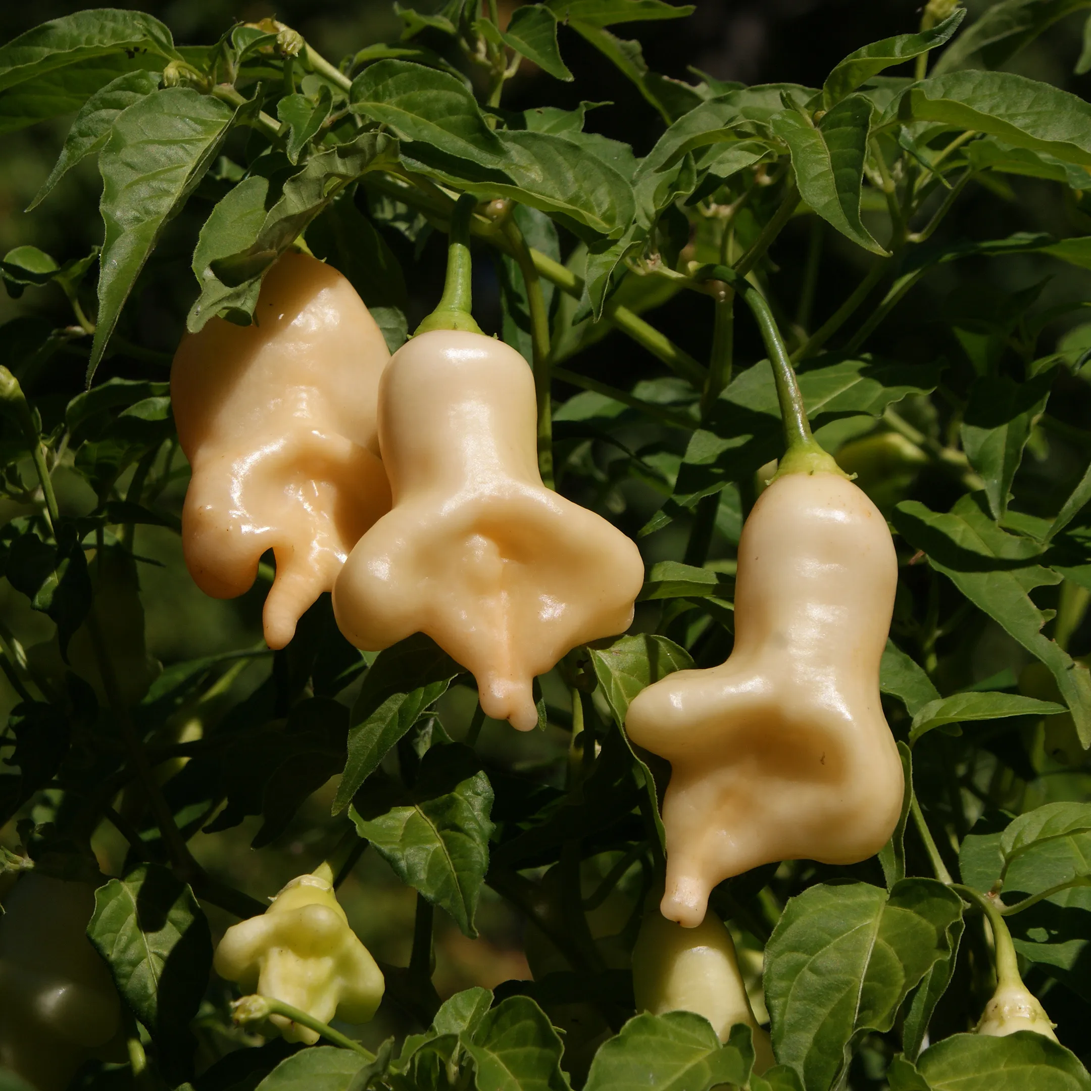 Aji Confusion – Image 3