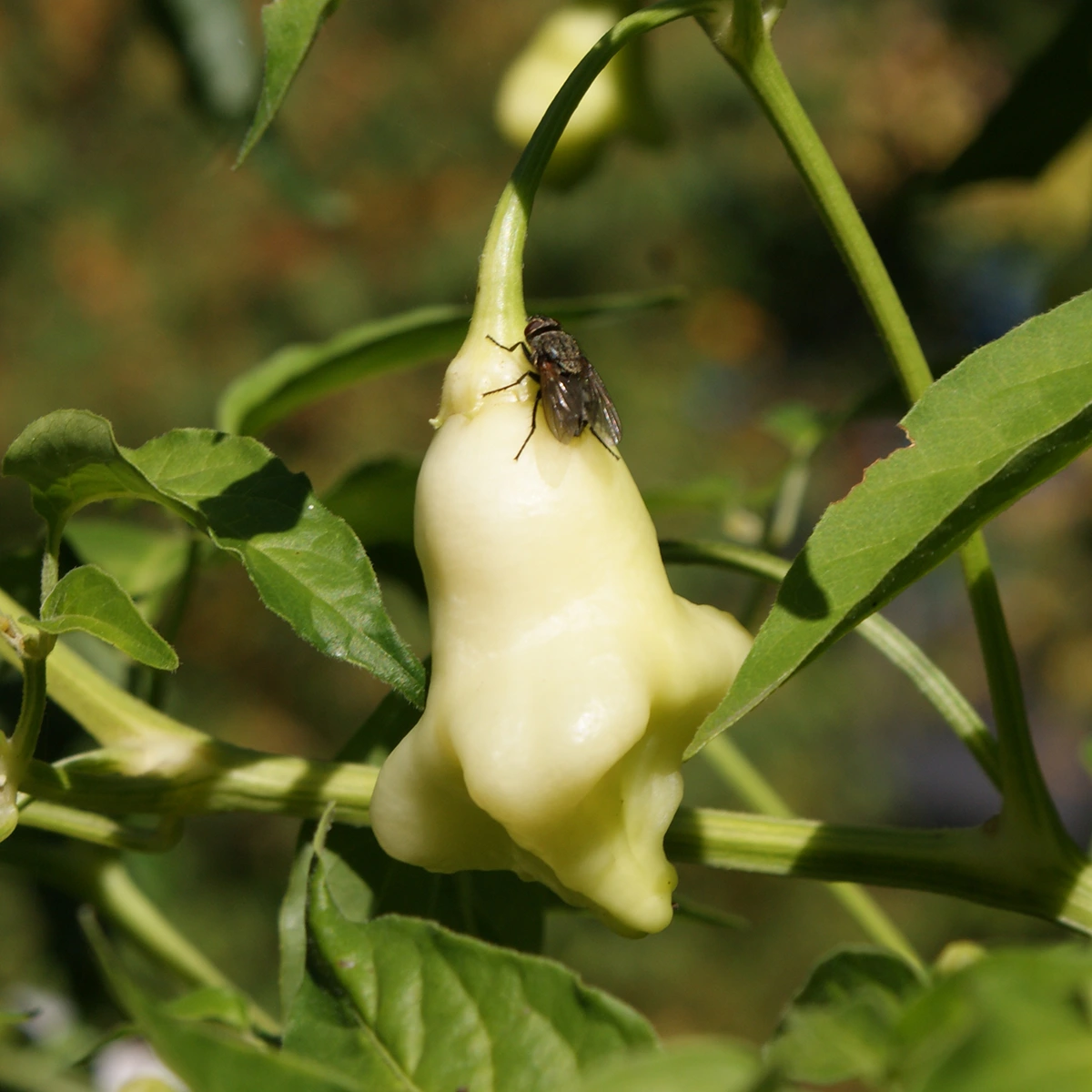 Aji Confusion – Image 4