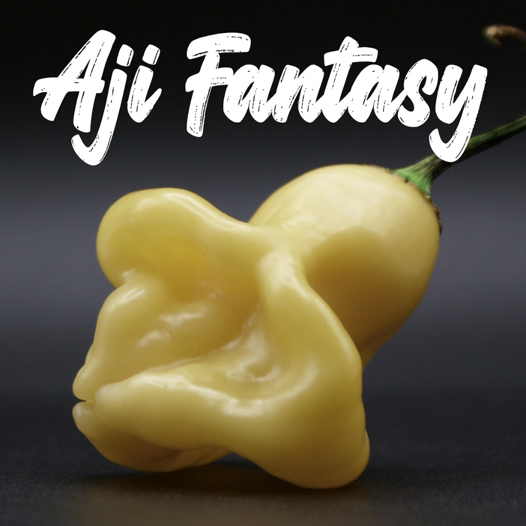 Aji Fantasy