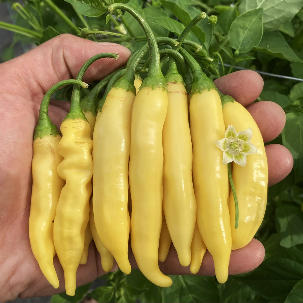 Aji Melocoton – Image 2