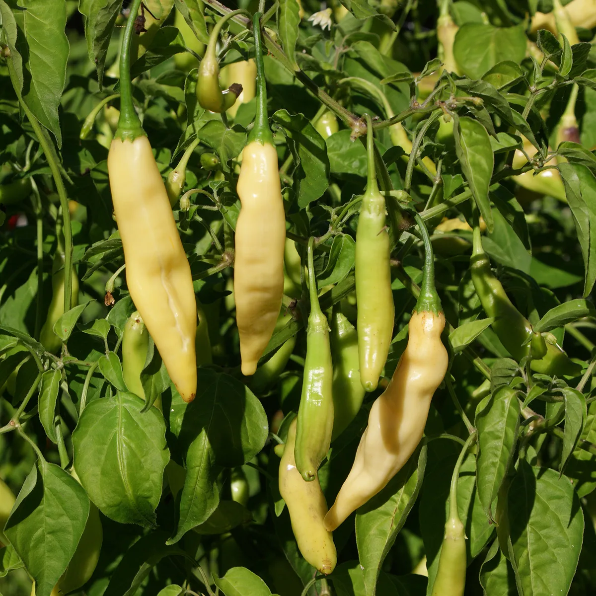 Aji Melocoton – Image 3
