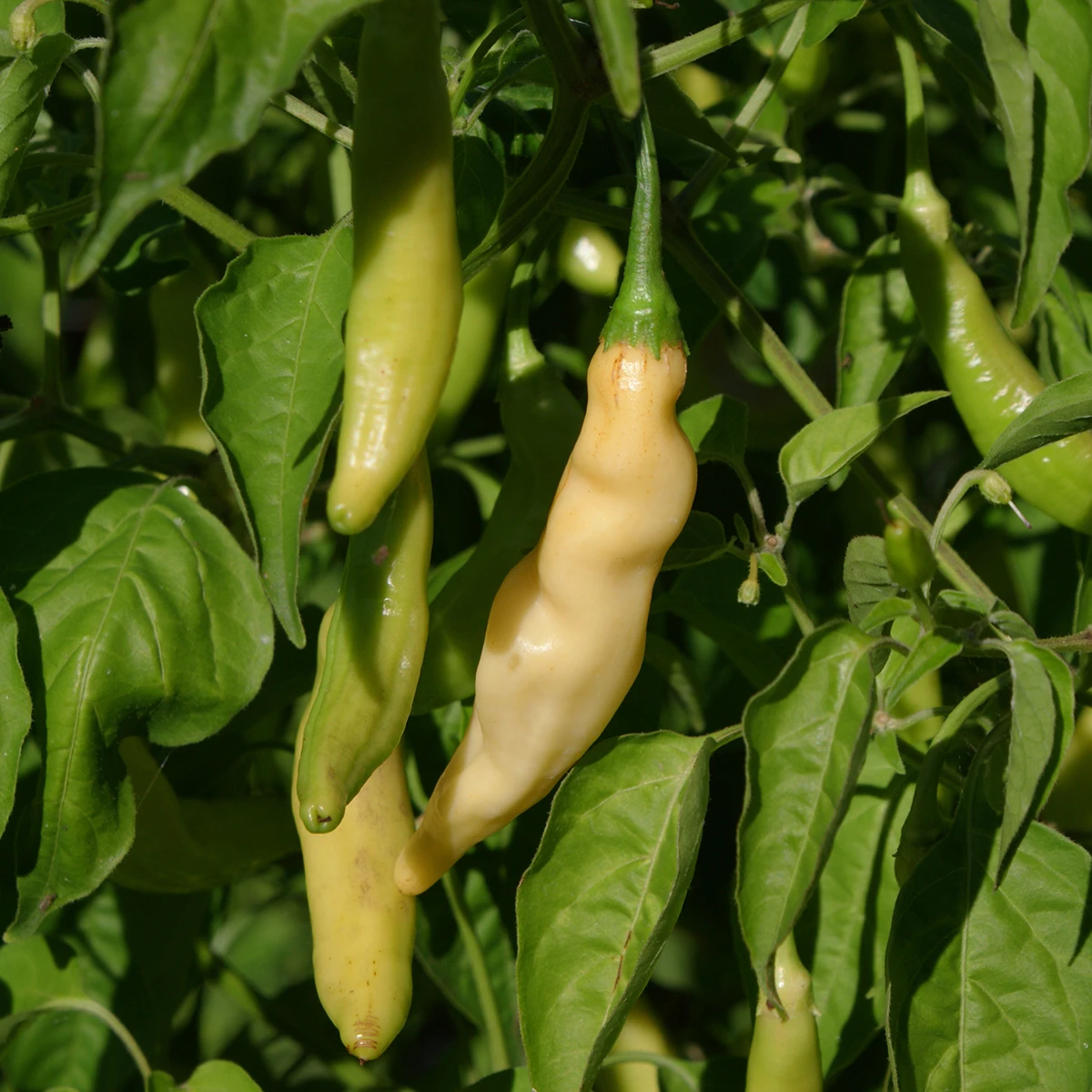 Aji Melocoton – Image 4
