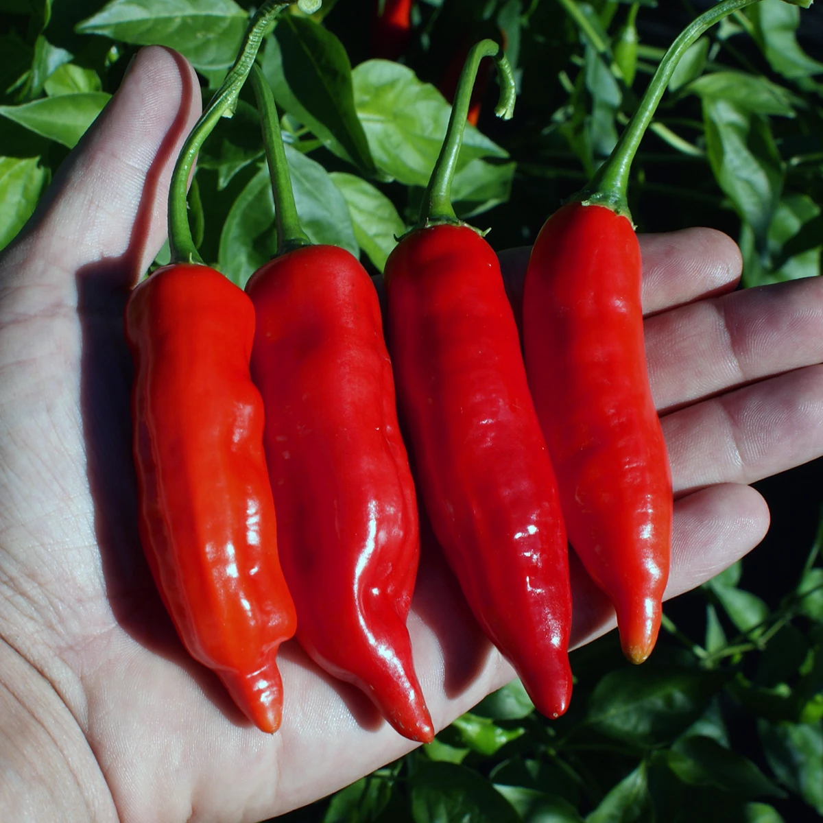 Aji Norteno – Image 2