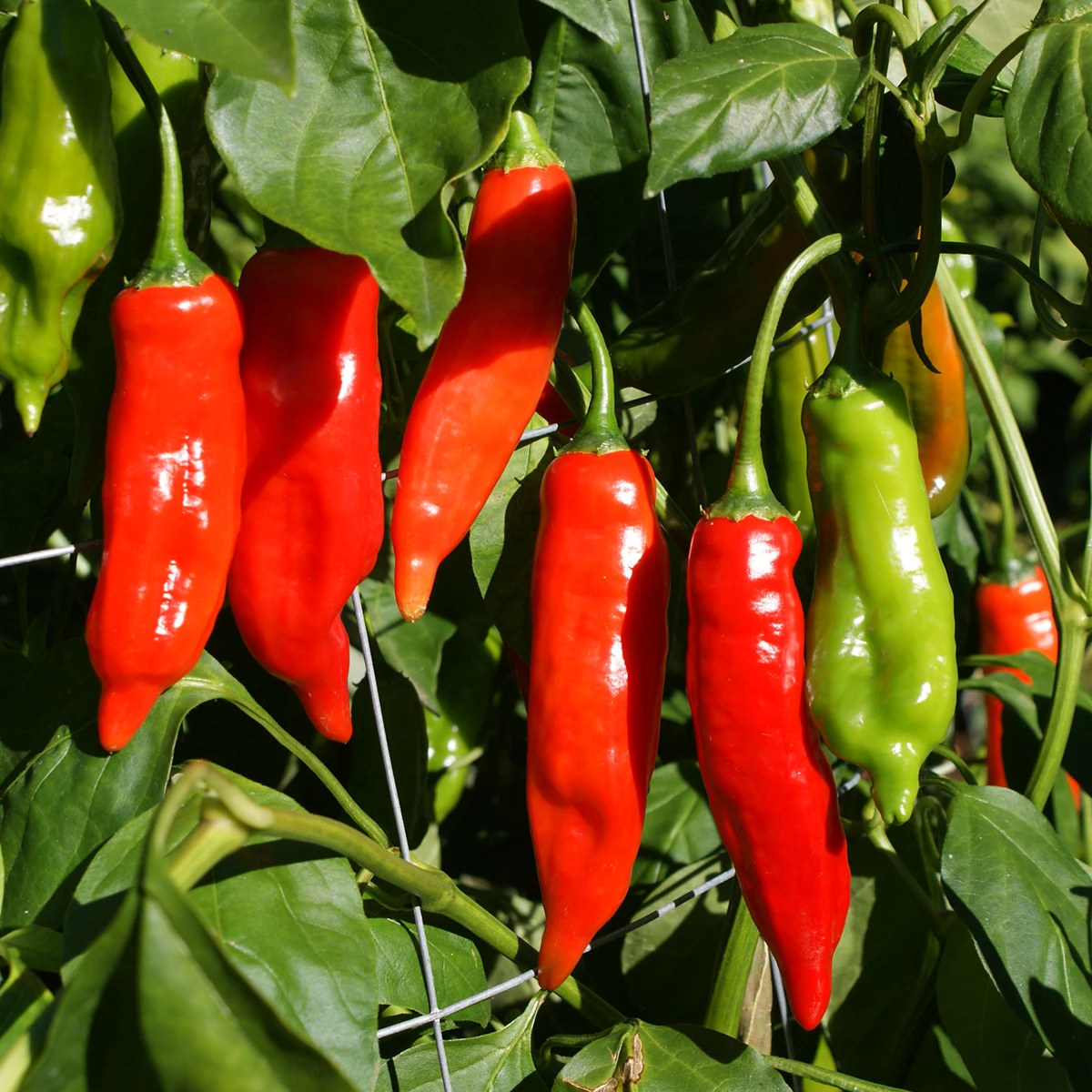 Aji Norteno – Image 3