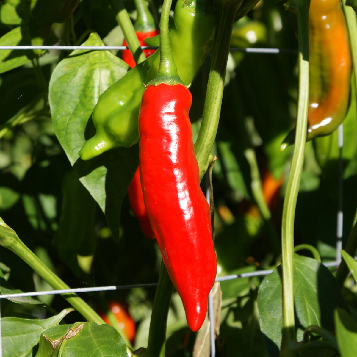 Aji Norteno – Image 4