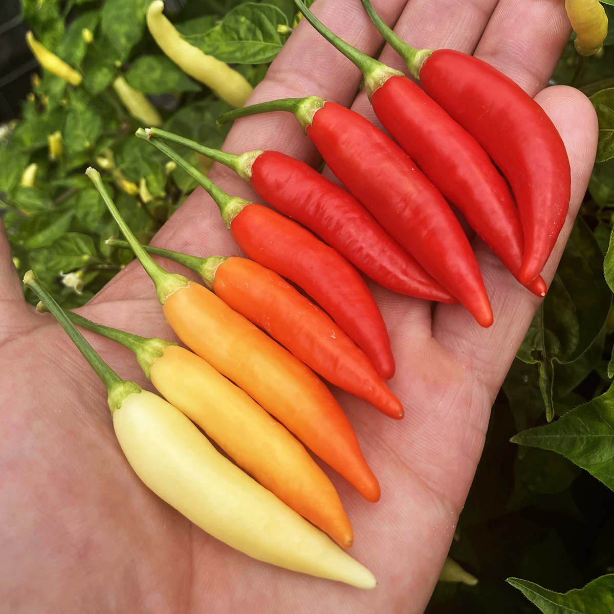 Aji Omnicolor – Image 2