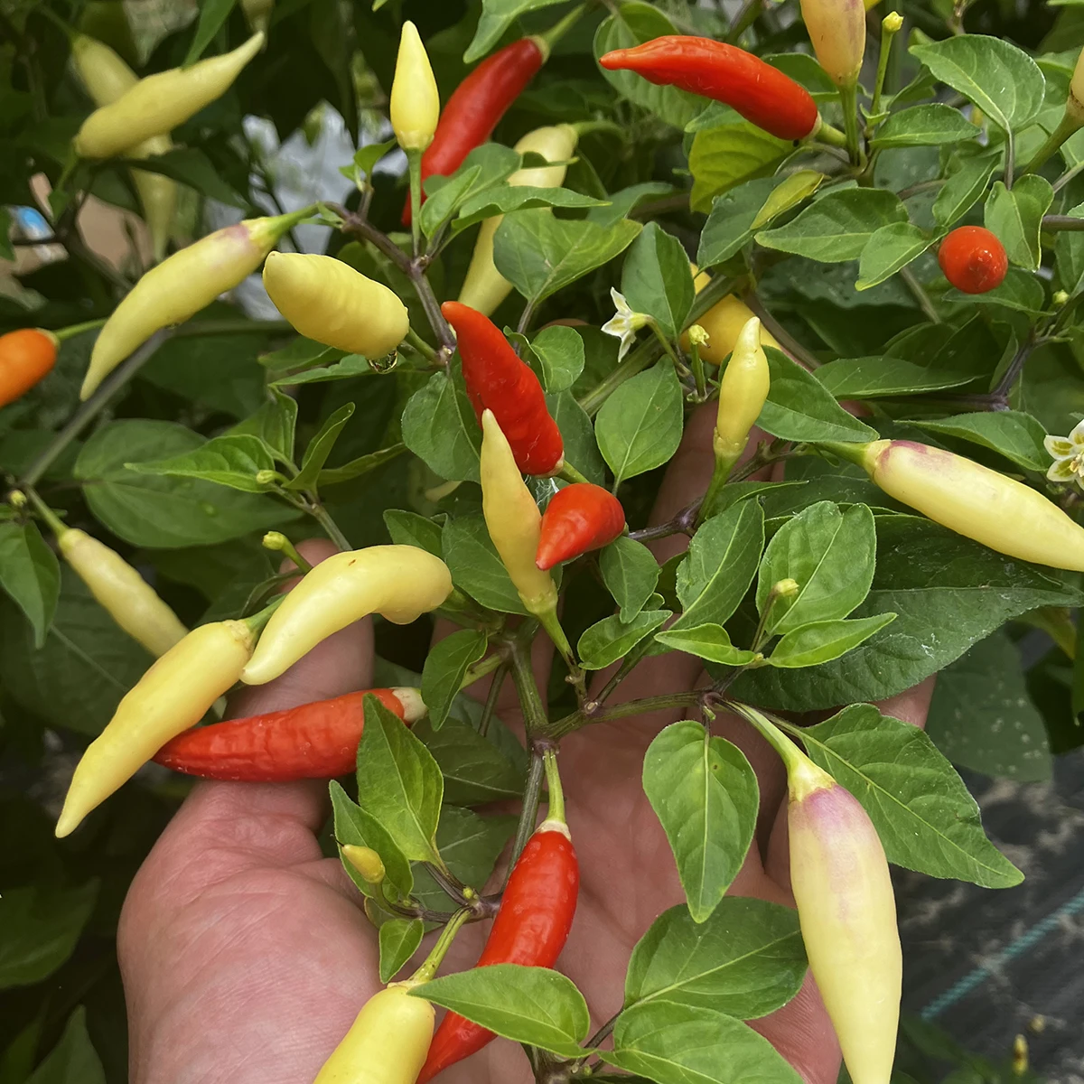 Aji Omnicolor – Image 3