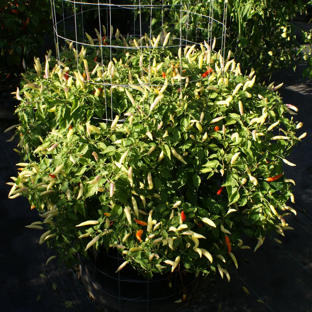 Aji Omnicolor – Image 4