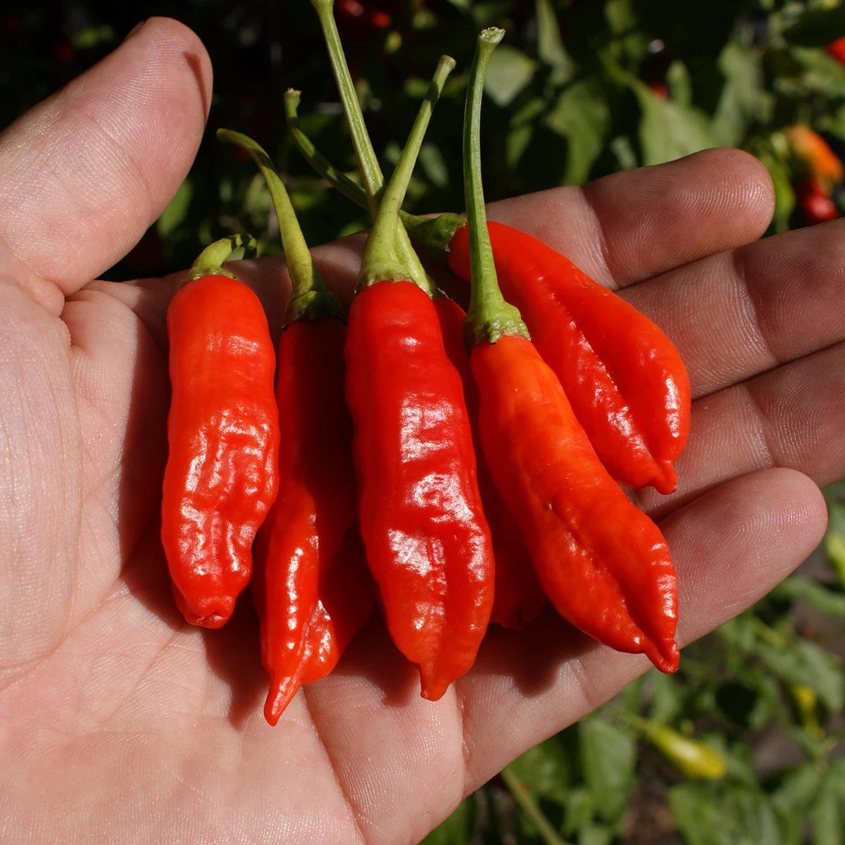 Aji Peanut – Image 2