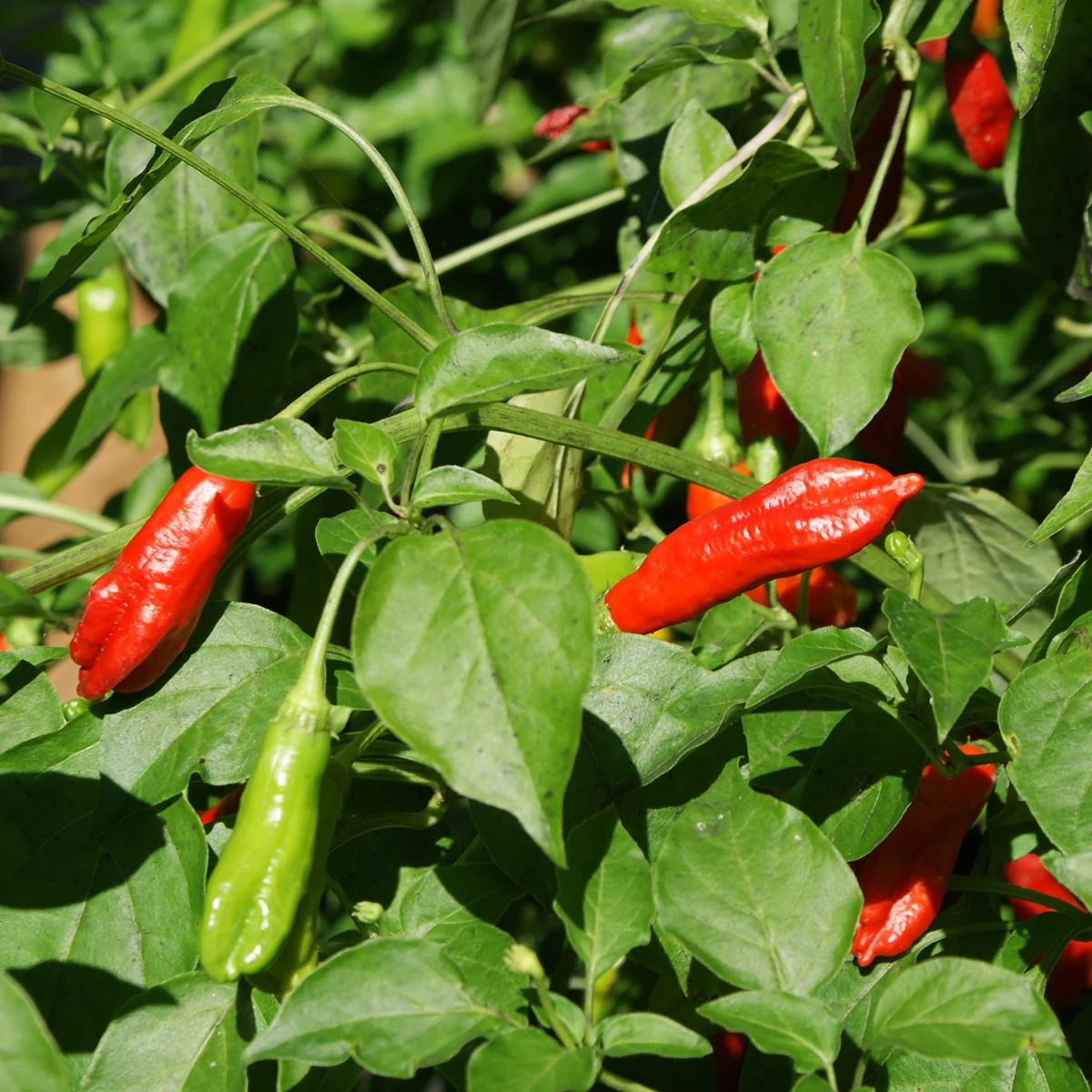 Aji Peanut – Image 3