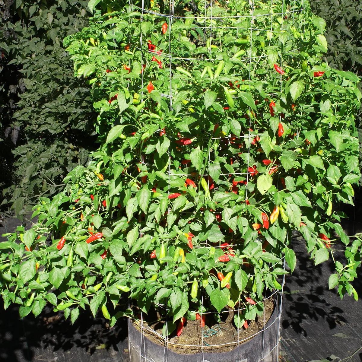 Aji Peanut – Image 4