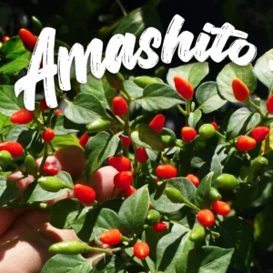 Amashito Wild