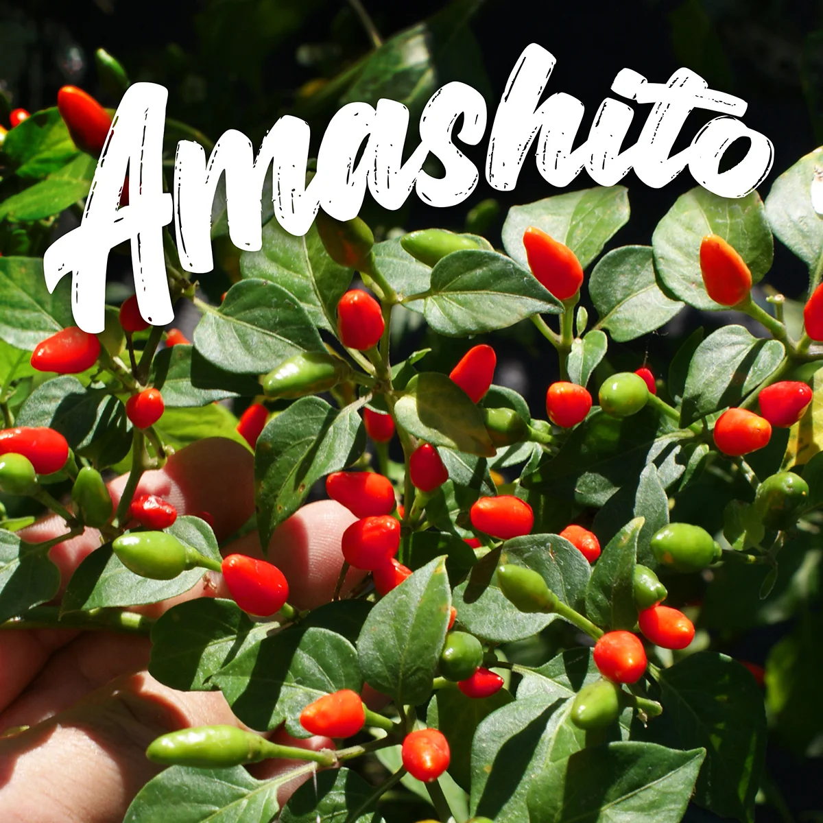 Amashito Wild