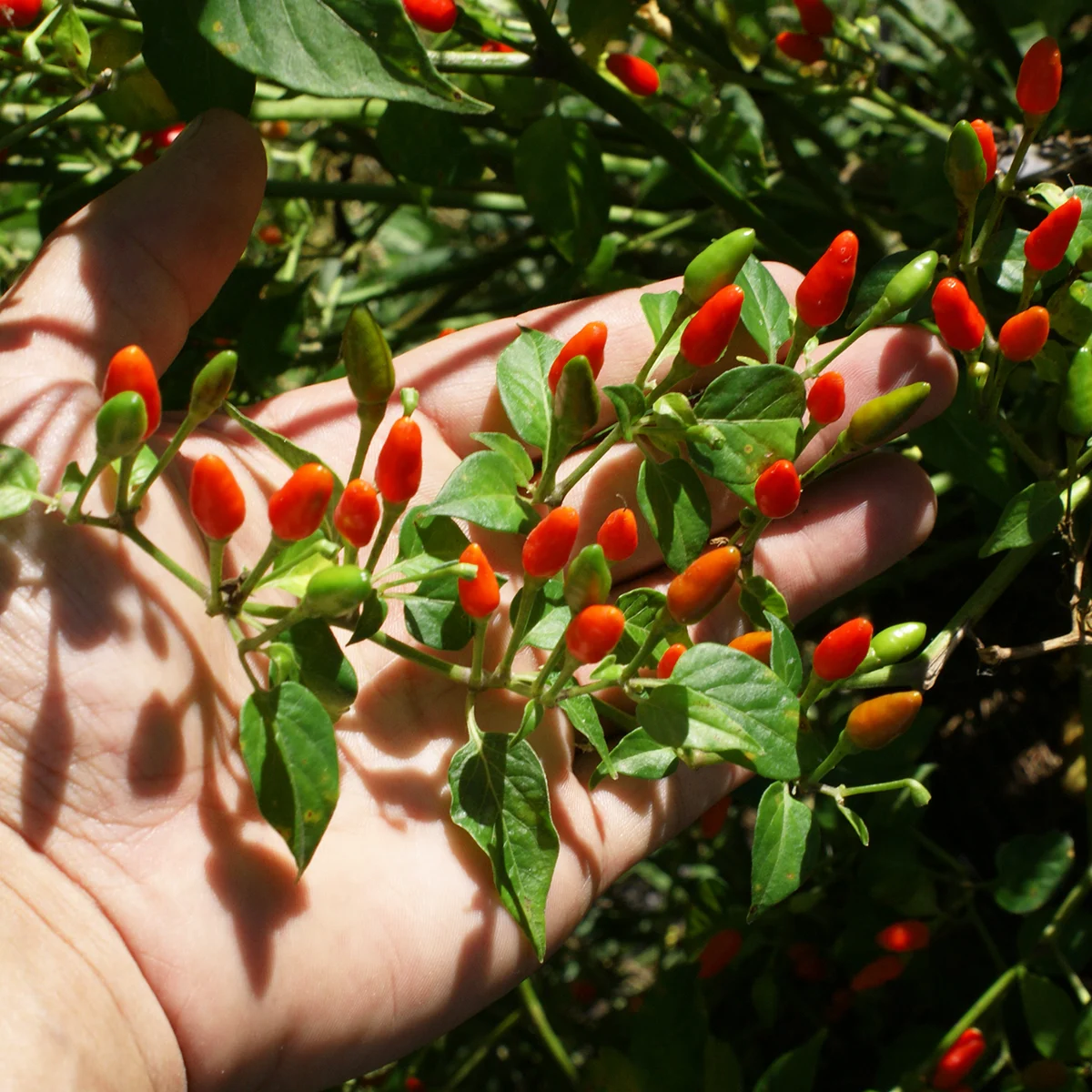Amashito Wild – Image 3